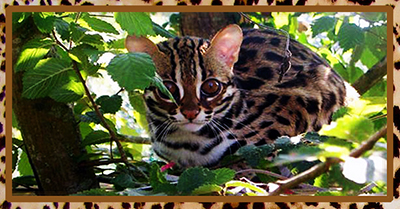 Asian Leopard Cat