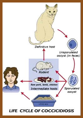 Coccidia treatment in on sale cats